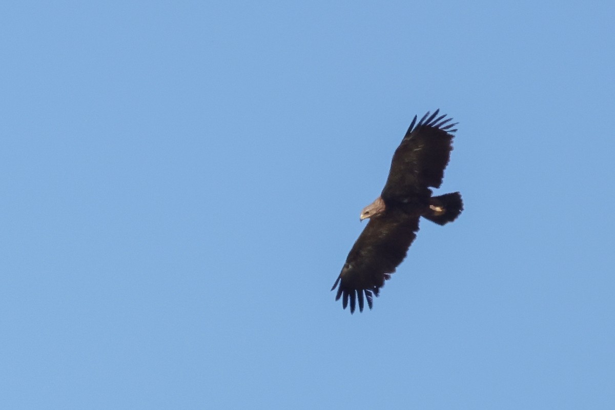 Lesser Spotted Eagle - ML619450176