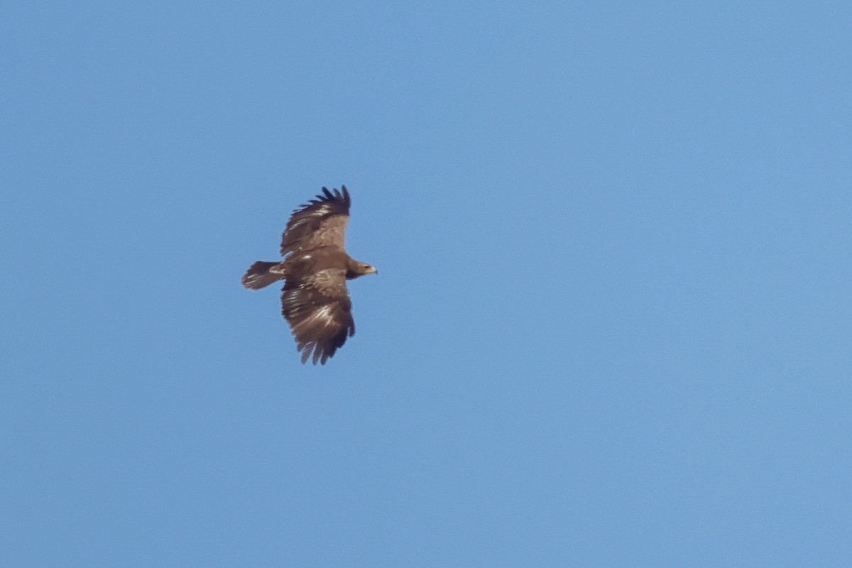 Lesser Spotted Eagle - ML619450177