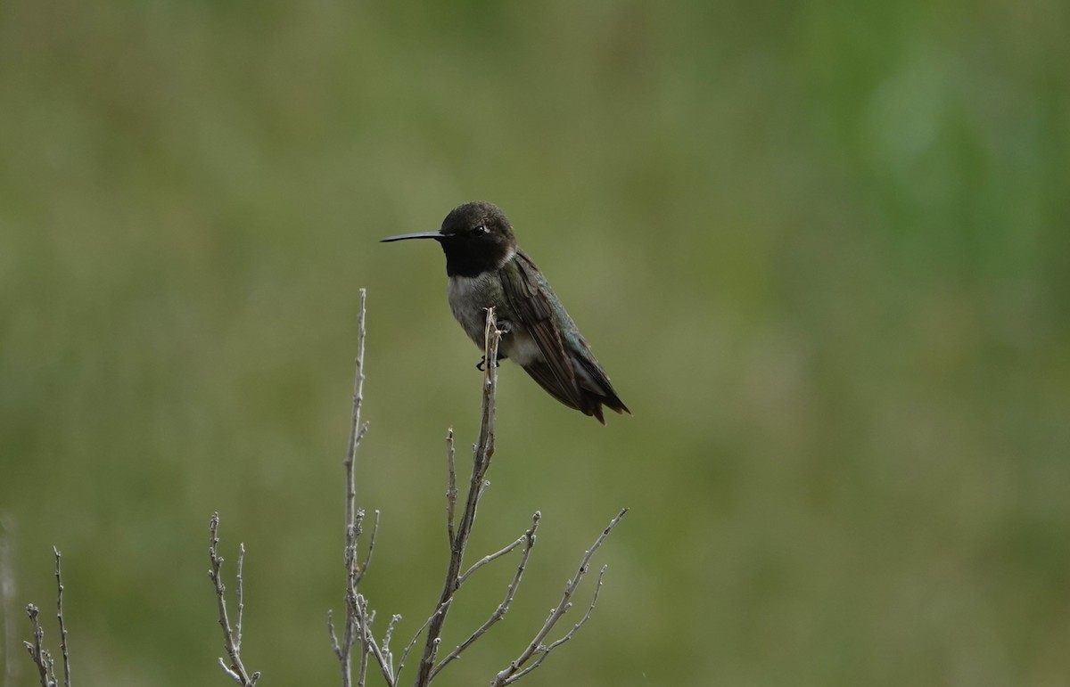 Black-chinned Hummingbird - ML619450269