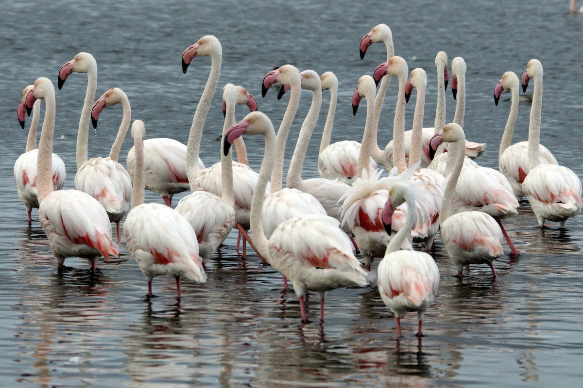 Greater Flamingo - ML619450271