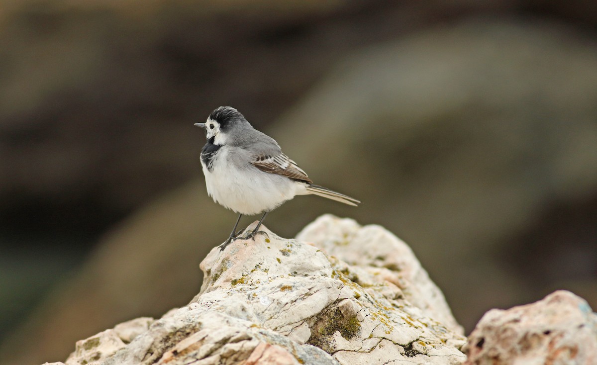 White Wagtail (White-faced) - ML619450275