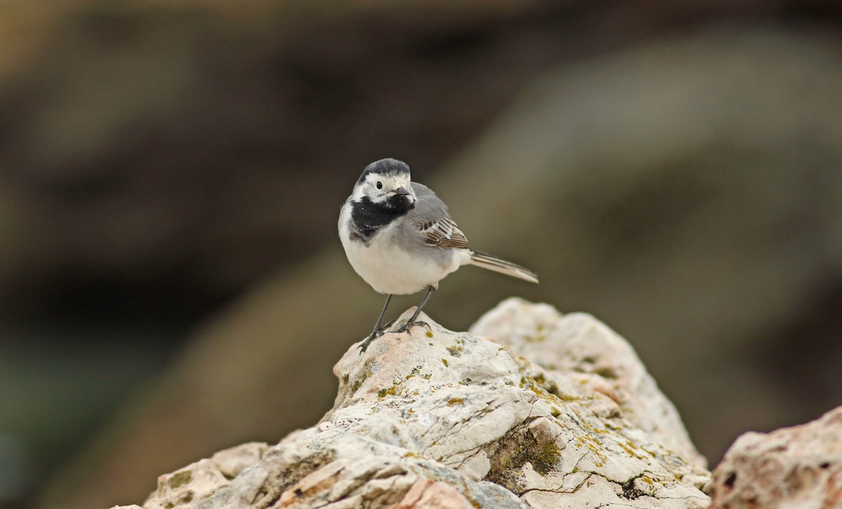 White Wagtail (White-faced) - ML619450276