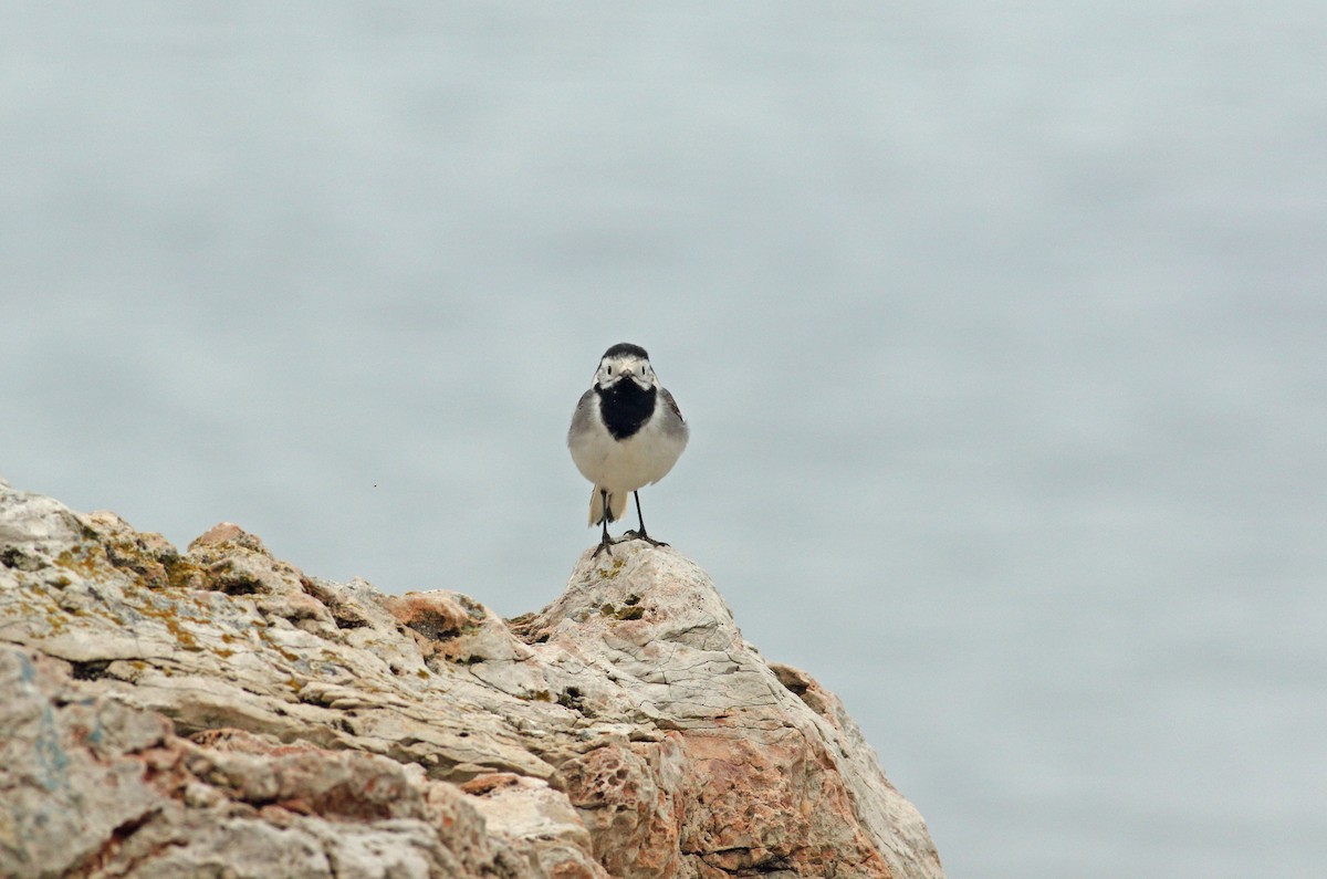 White Wagtail (White-faced) - ML619450277