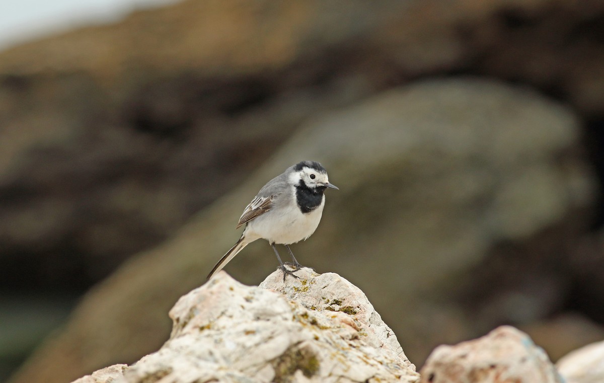 White Wagtail (White-faced) - ML619450278