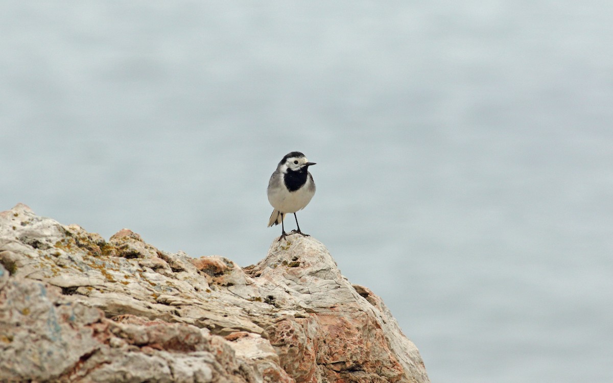 White Wagtail (White-faced) - ML619450279