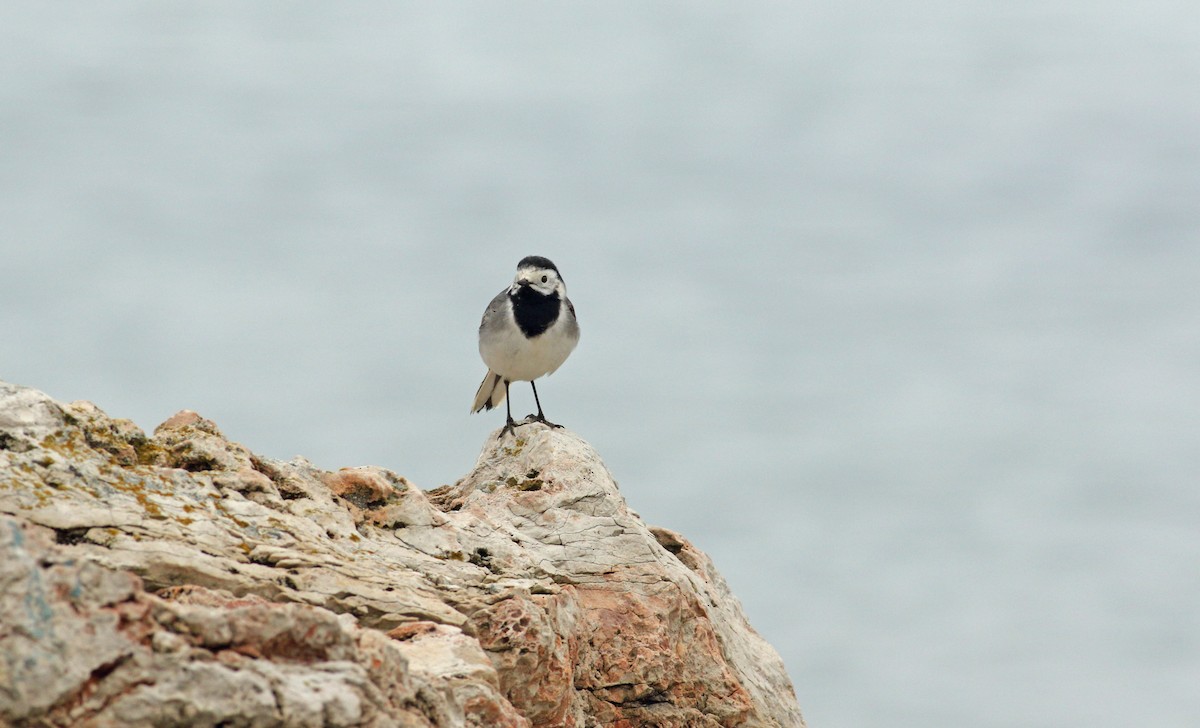 White Wagtail (White-faced) - ML619450280