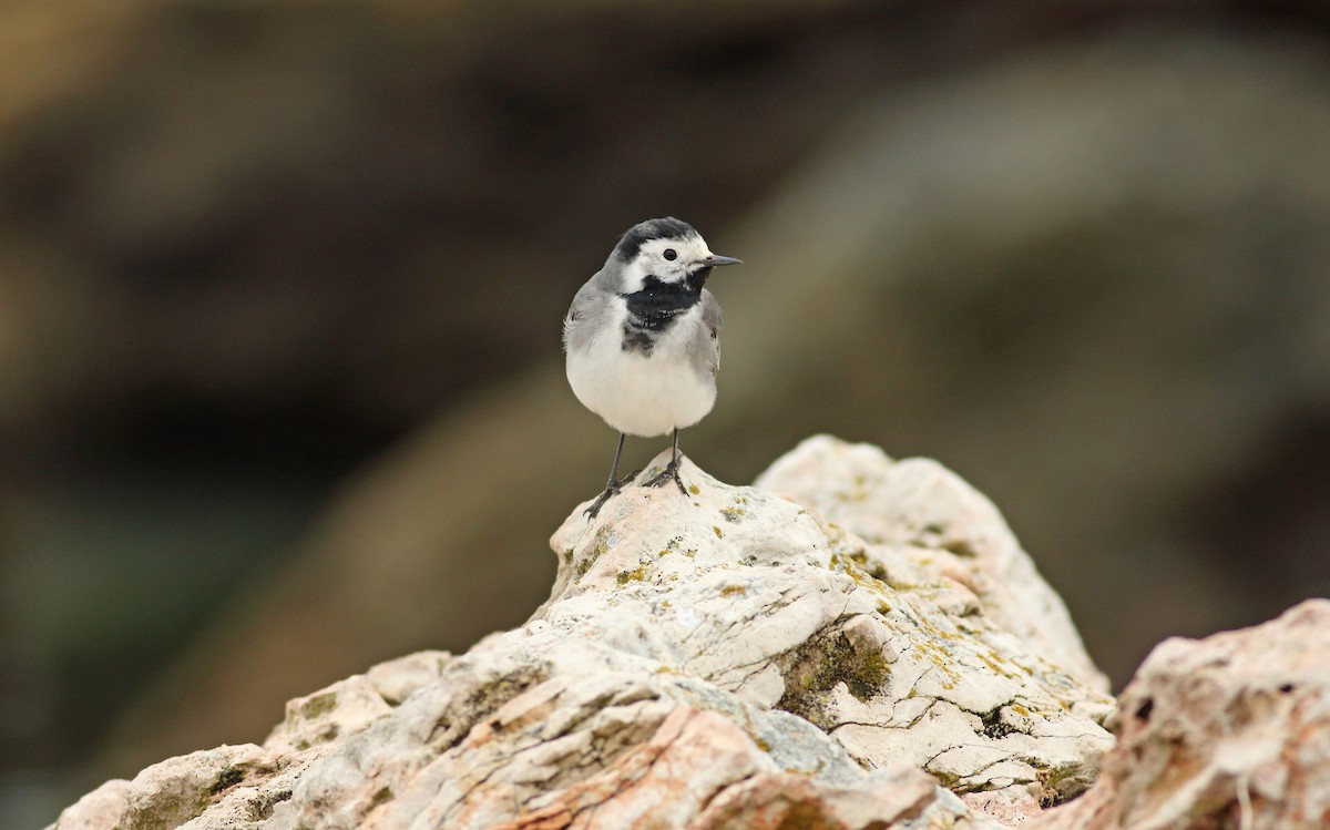 White Wagtail (White-faced) - ML619450281