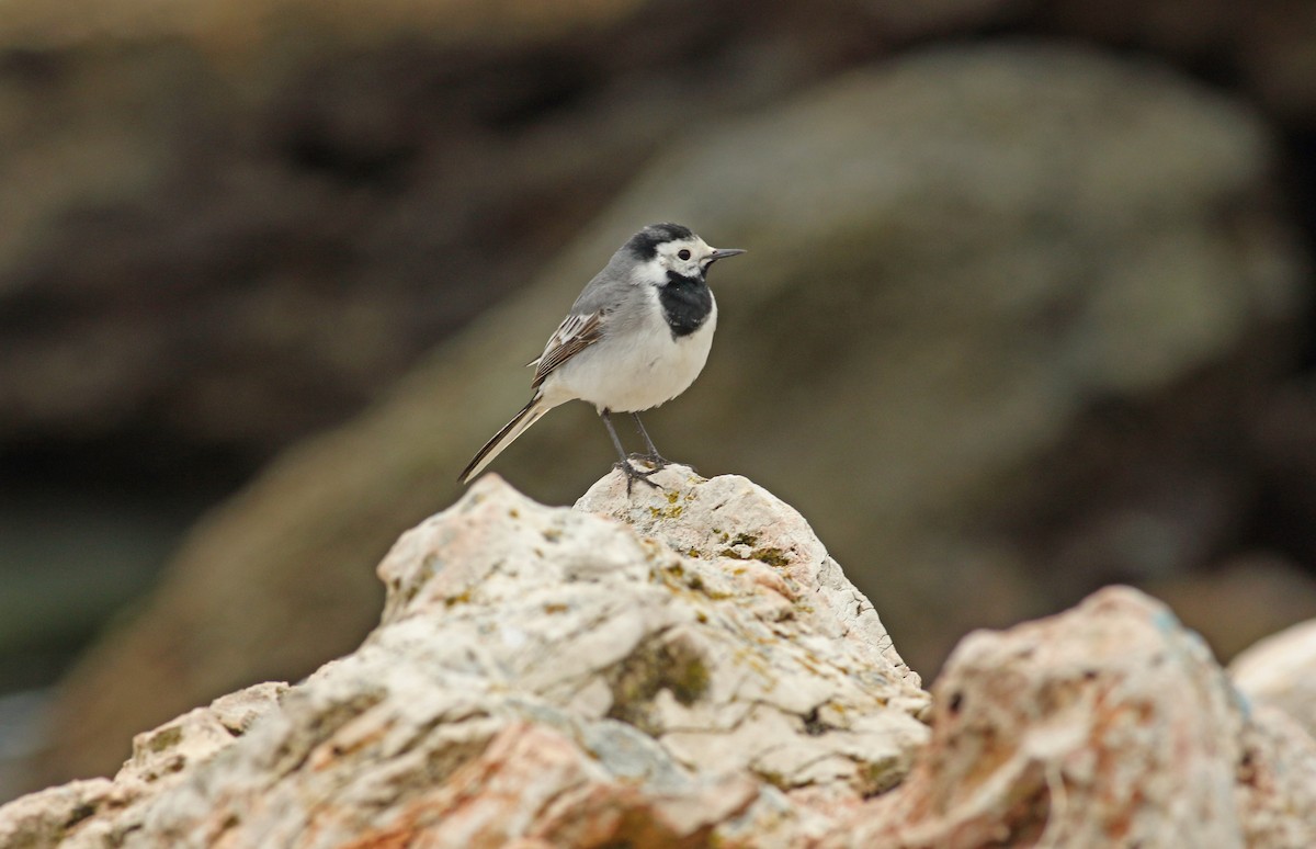 White Wagtail (White-faced) - ML619450282