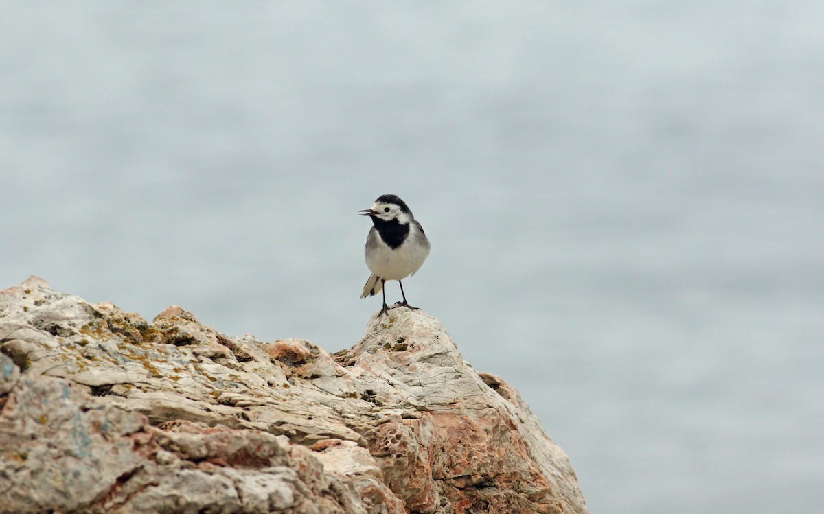 White Wagtail (White-faced) - ML619450283