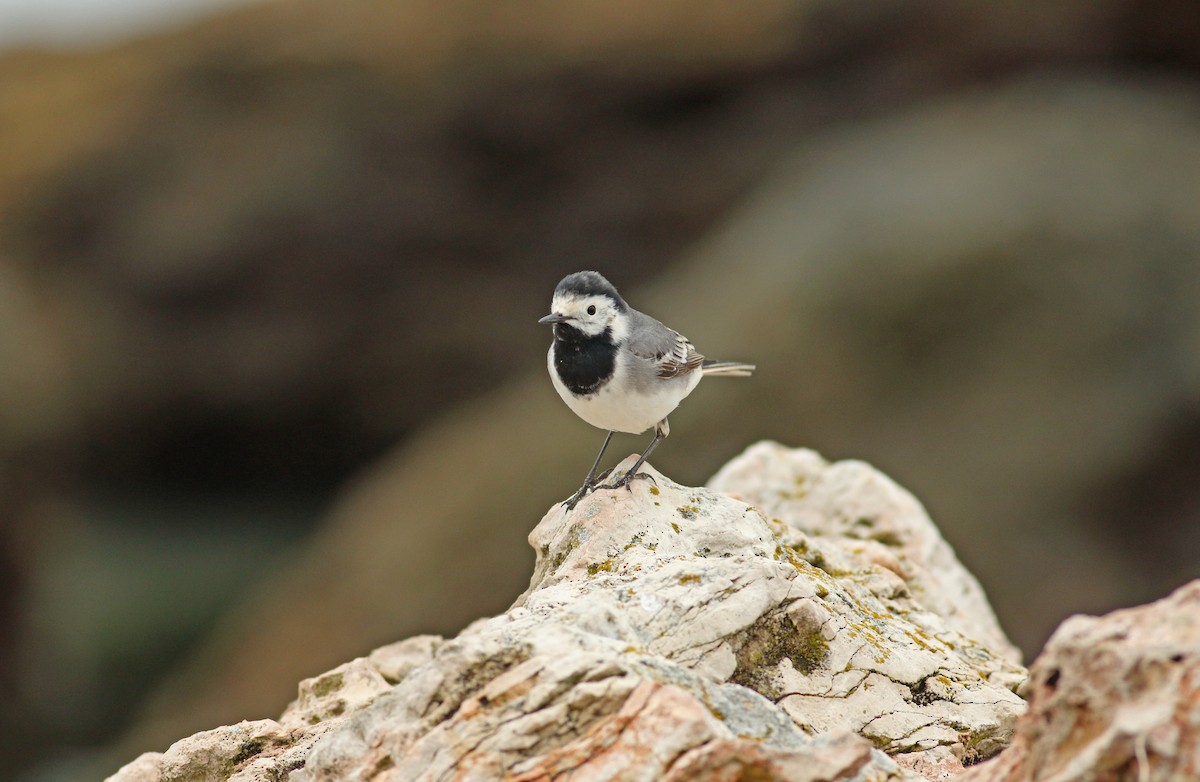 White Wagtail (White-faced) - ML619450284