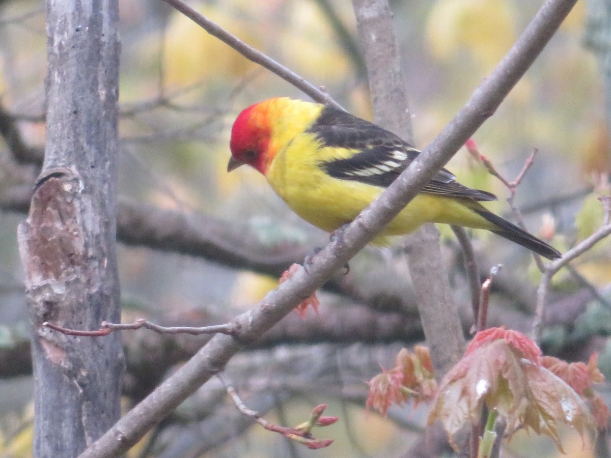 Western Tanager - ML619450285