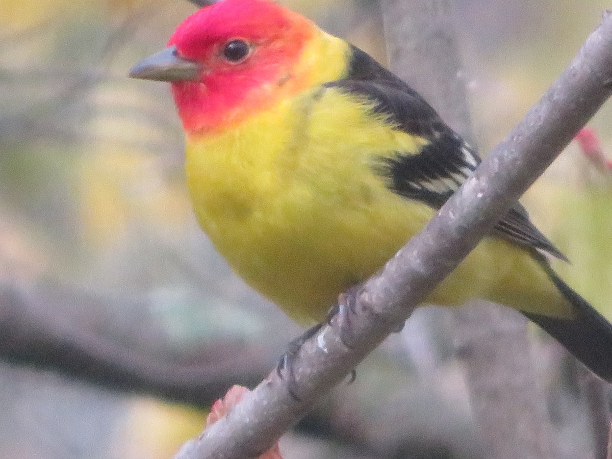 Western Tanager - ML619450286
