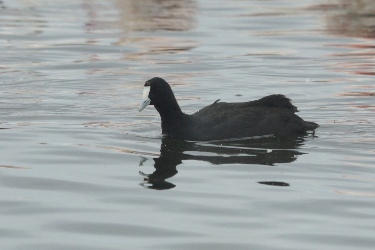 Red-knobbed Coot - ML619450334