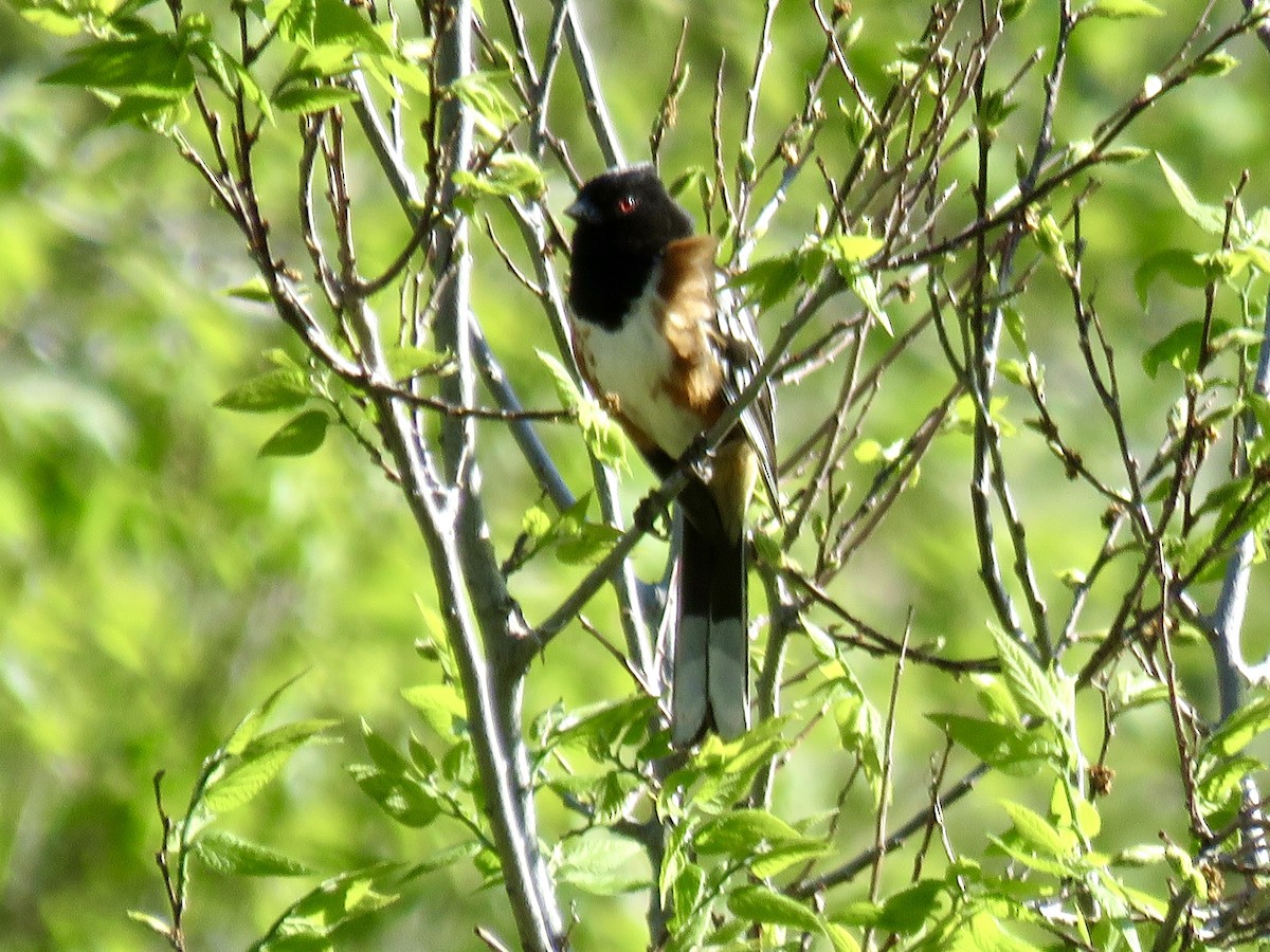 Spotted Towhee - ML619450343