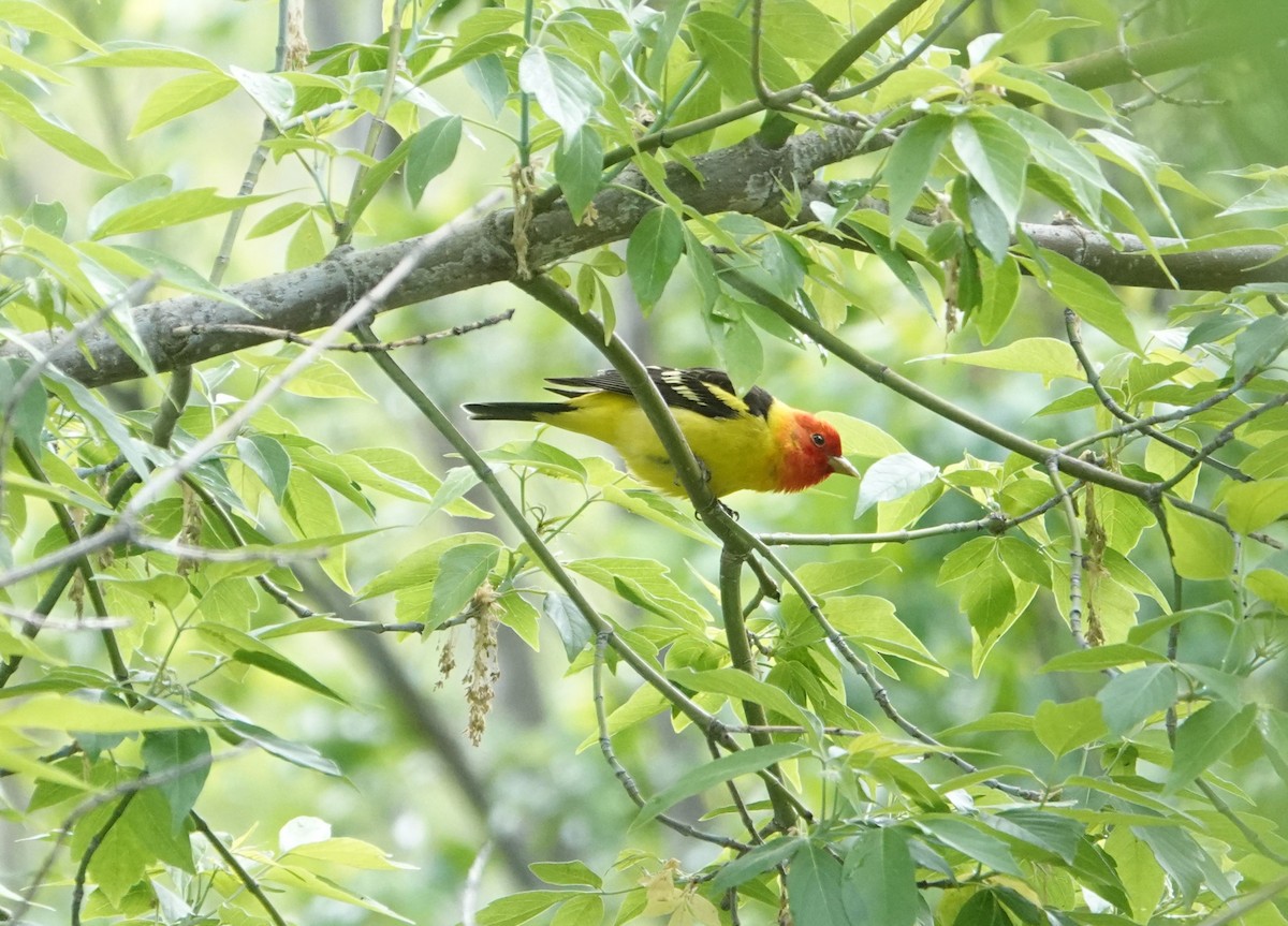 Western Tanager - ML619450350