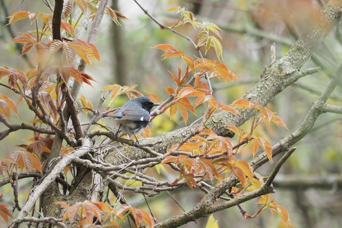 Black-throated Blue Warbler - ML619450355