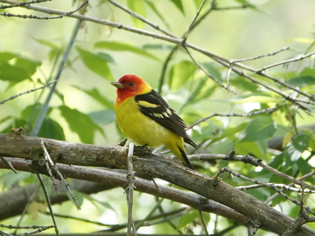 Western Tanager - ML619450361