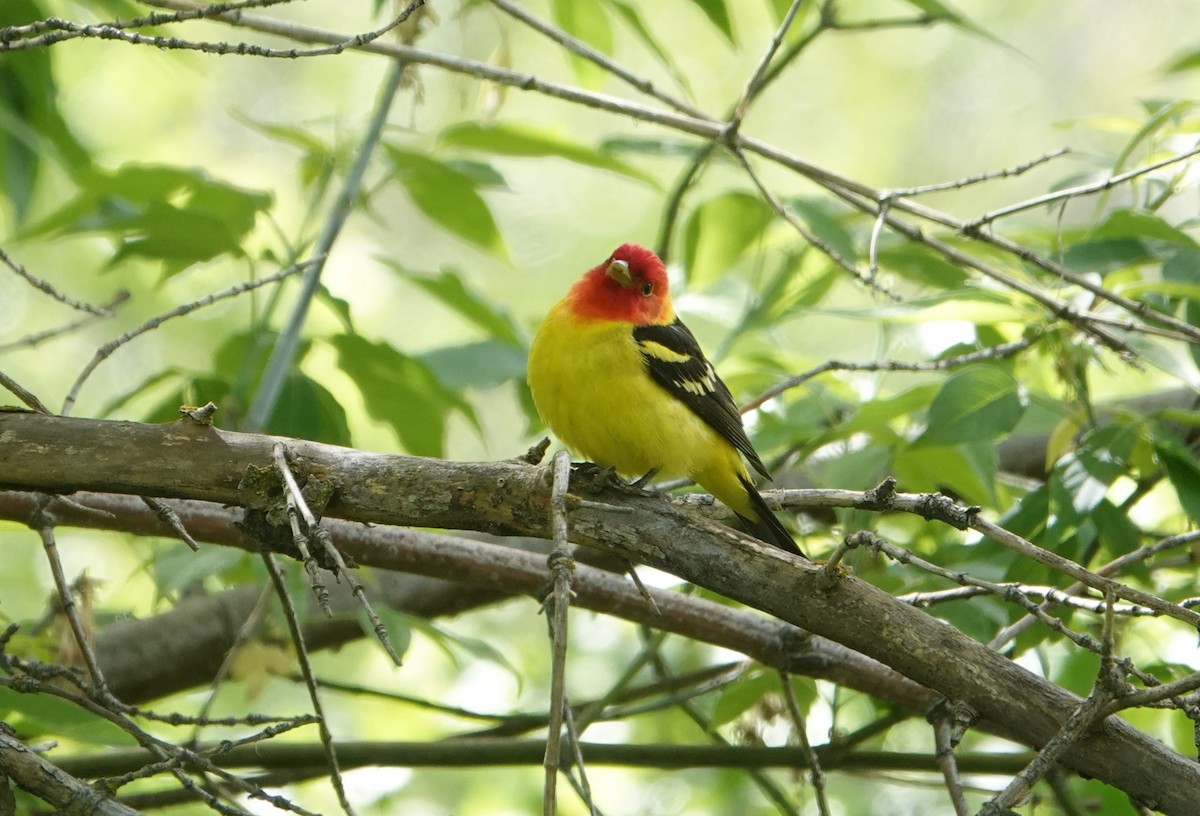 Western Tanager - ML619450364