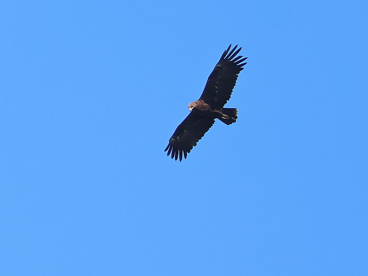 Greater Spotted Eagle - ML619450388
