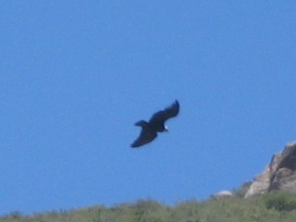 Condor des Andes - ML619450418