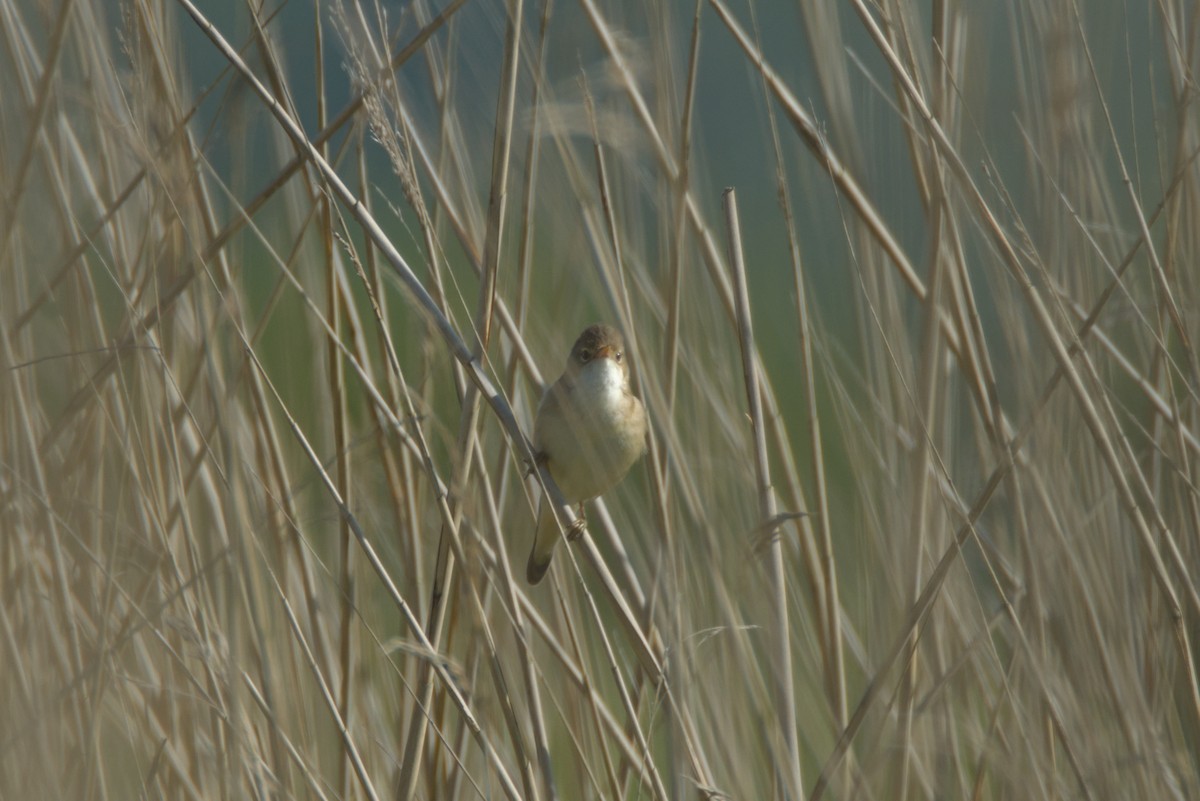 Common Reed Warbler (Common) - ML619450450