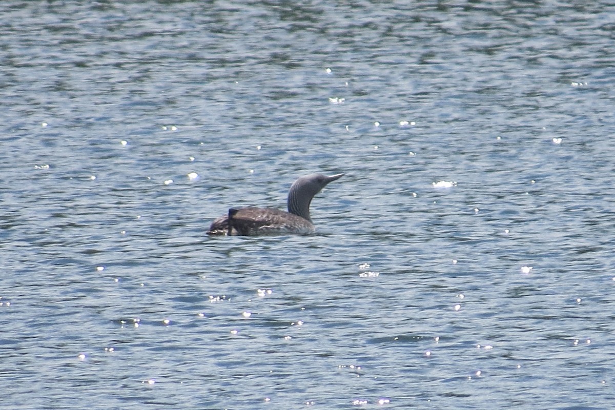 Red-throated Loon - ML619450469