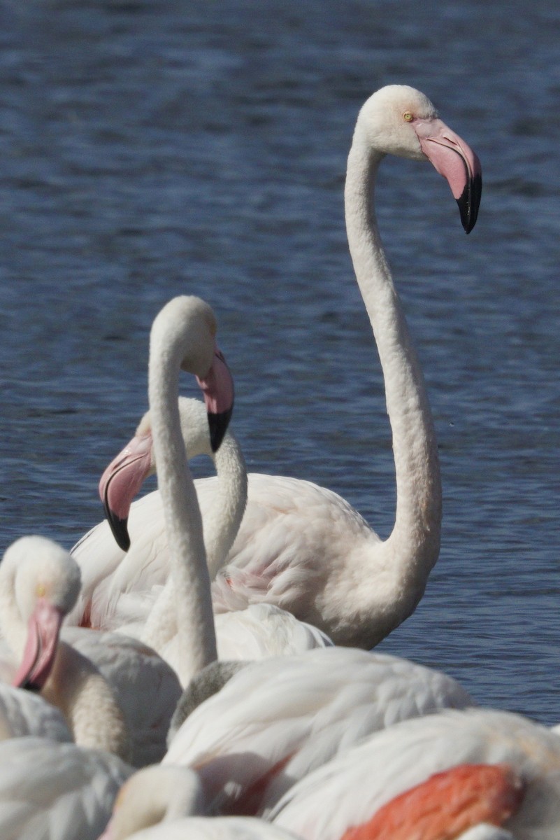 Greater Flamingo - ML619450509