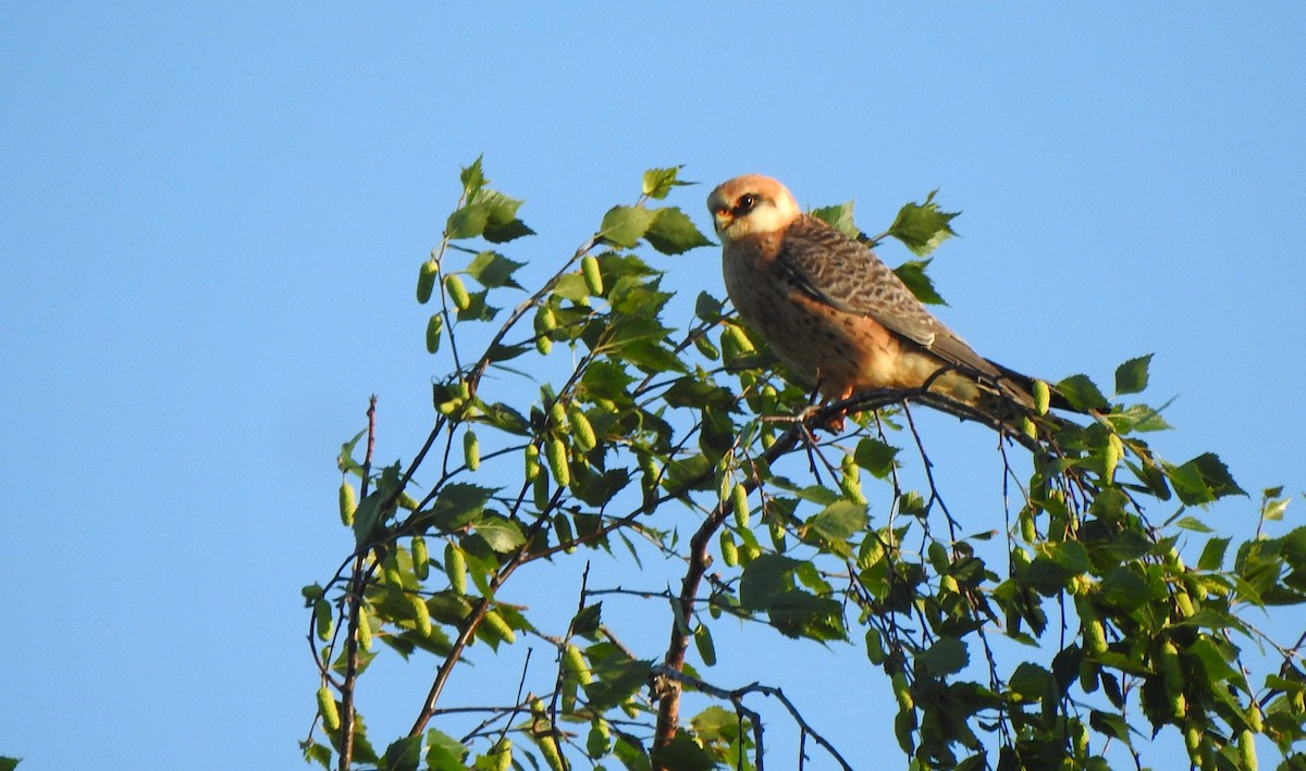 Red-footed Falcon - ML619450539