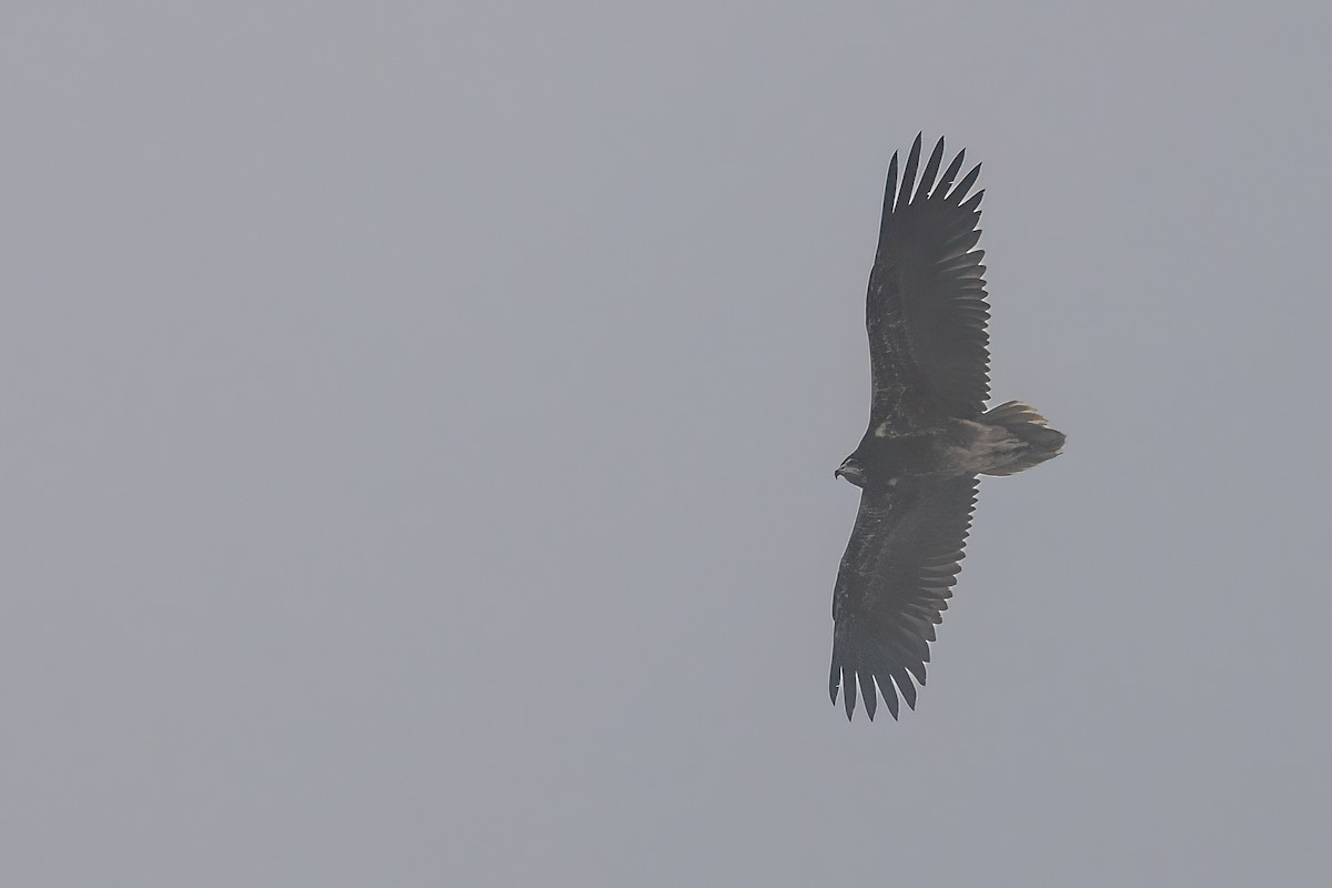 Egyptian Vulture - ML619450541