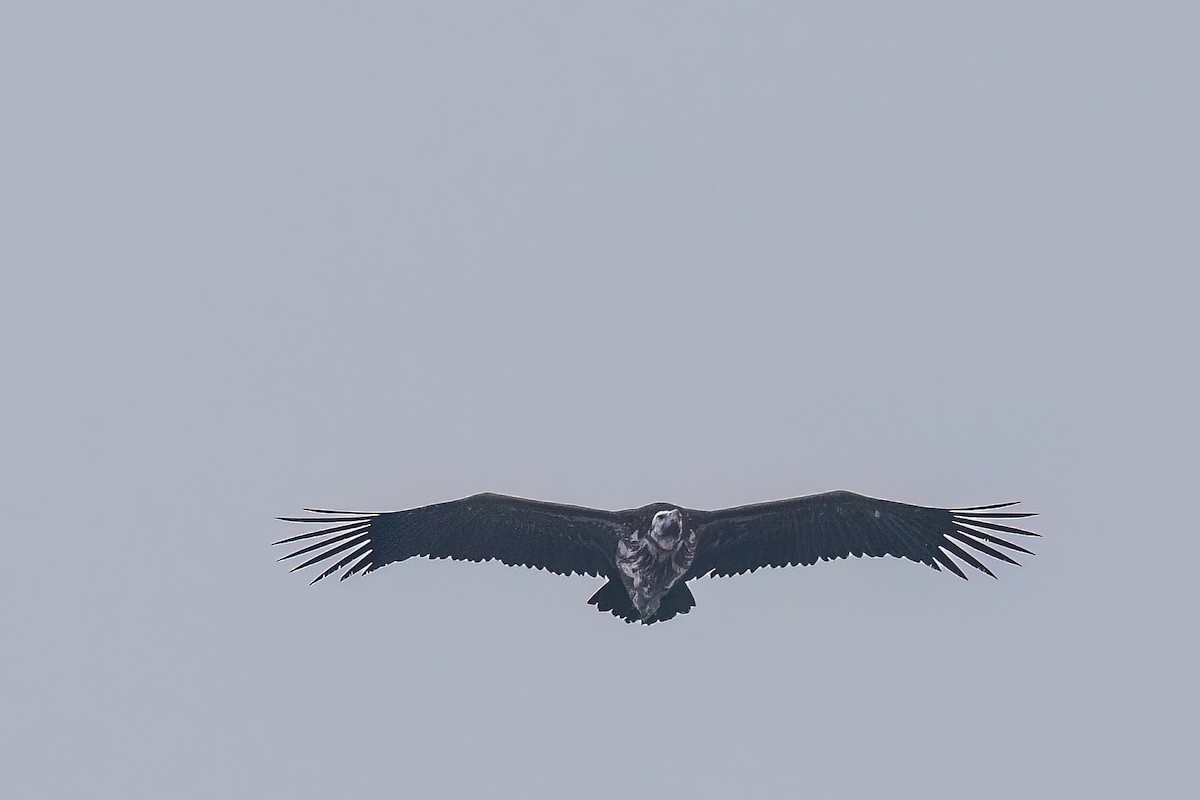 Lappet-faced Vulture - ML619450560