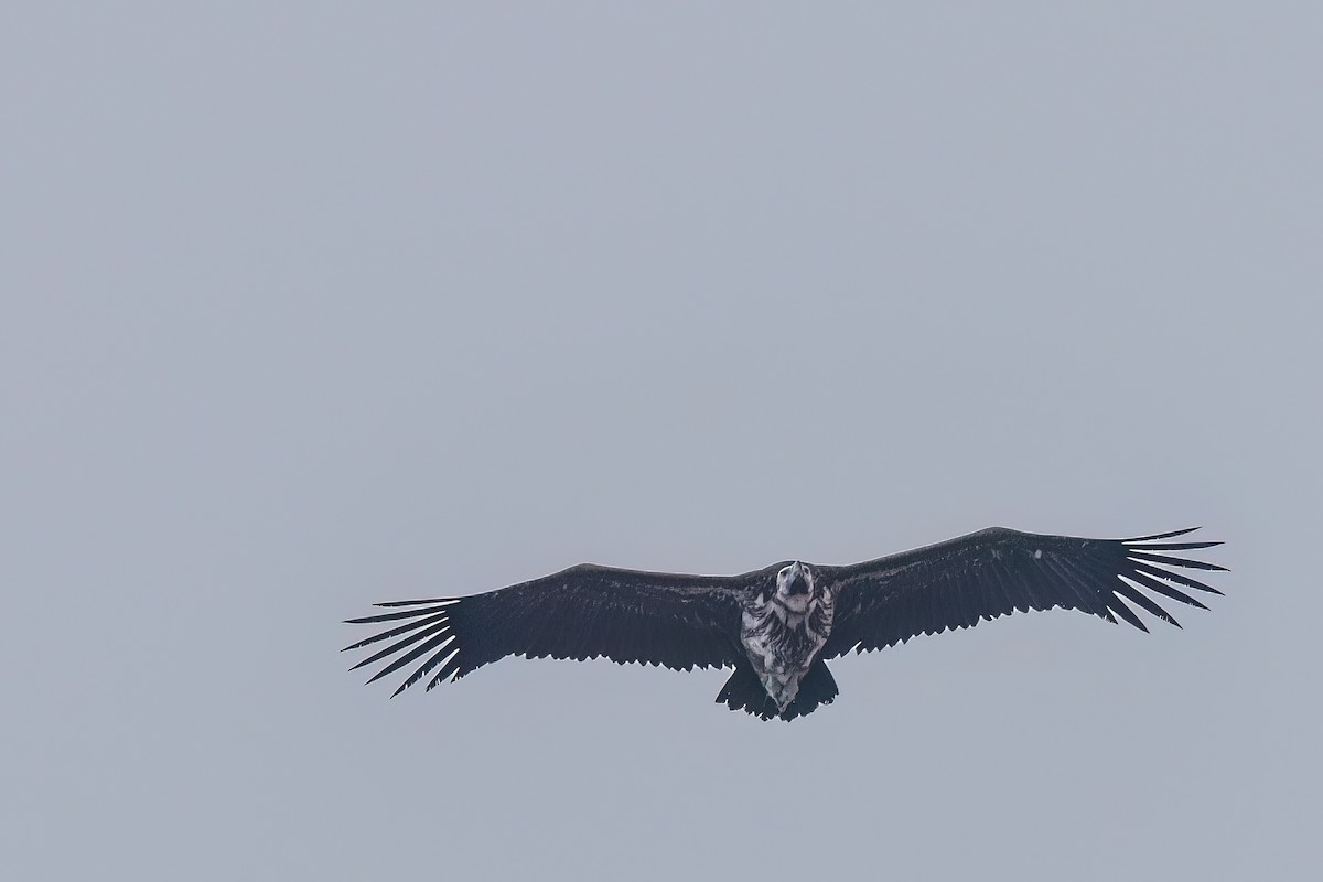 Lappet-faced Vulture - ML619450561