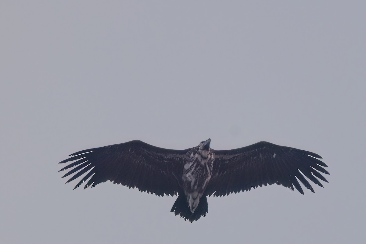 Lappet-faced Vulture - ML619450563