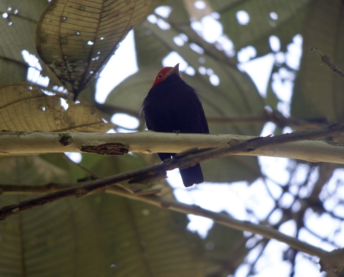 Red-capped Manakin - ML619450569