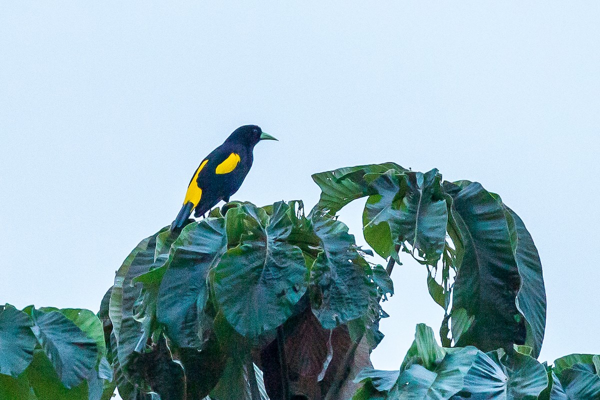 Yellow-rumped Cacique - ML619450575