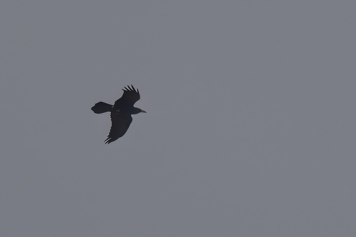 Brown-necked Raven - ML619450589
