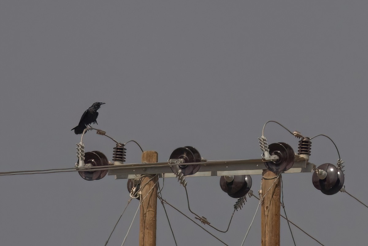 Brown-necked Raven - ML619450590