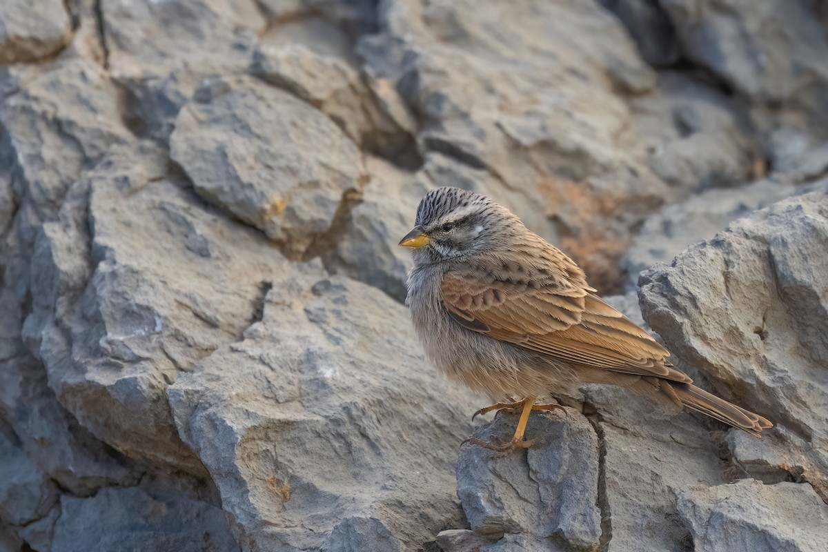 Striolated Bunting - ML619450649