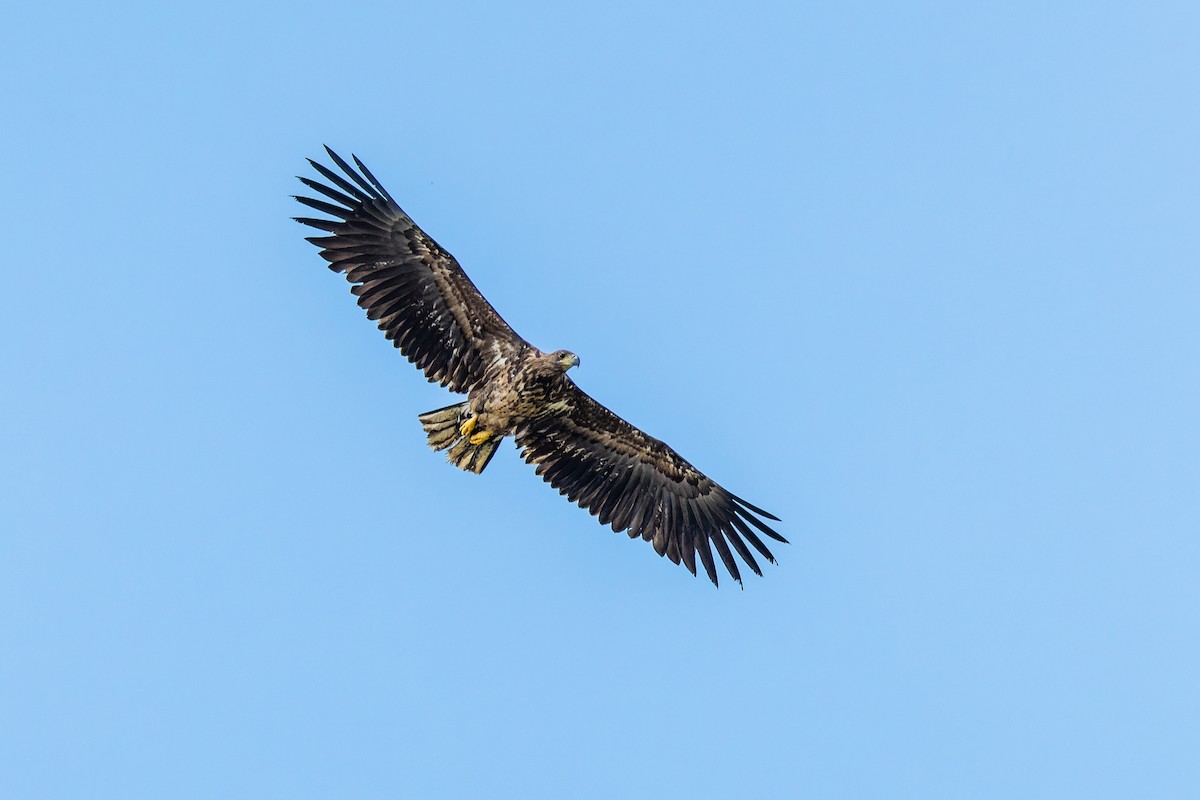 White-tailed Eagle - ML619450658