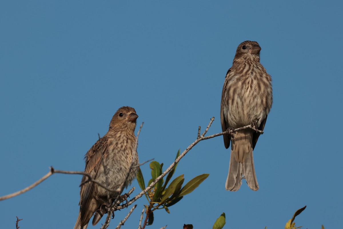 House Finch (Common) - ML619450663