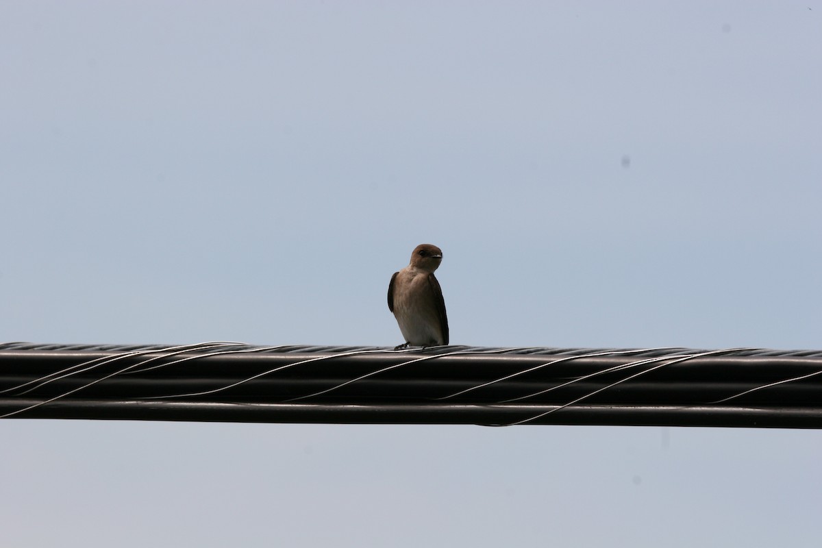Northern Rough-winged Swallow - ML619450697