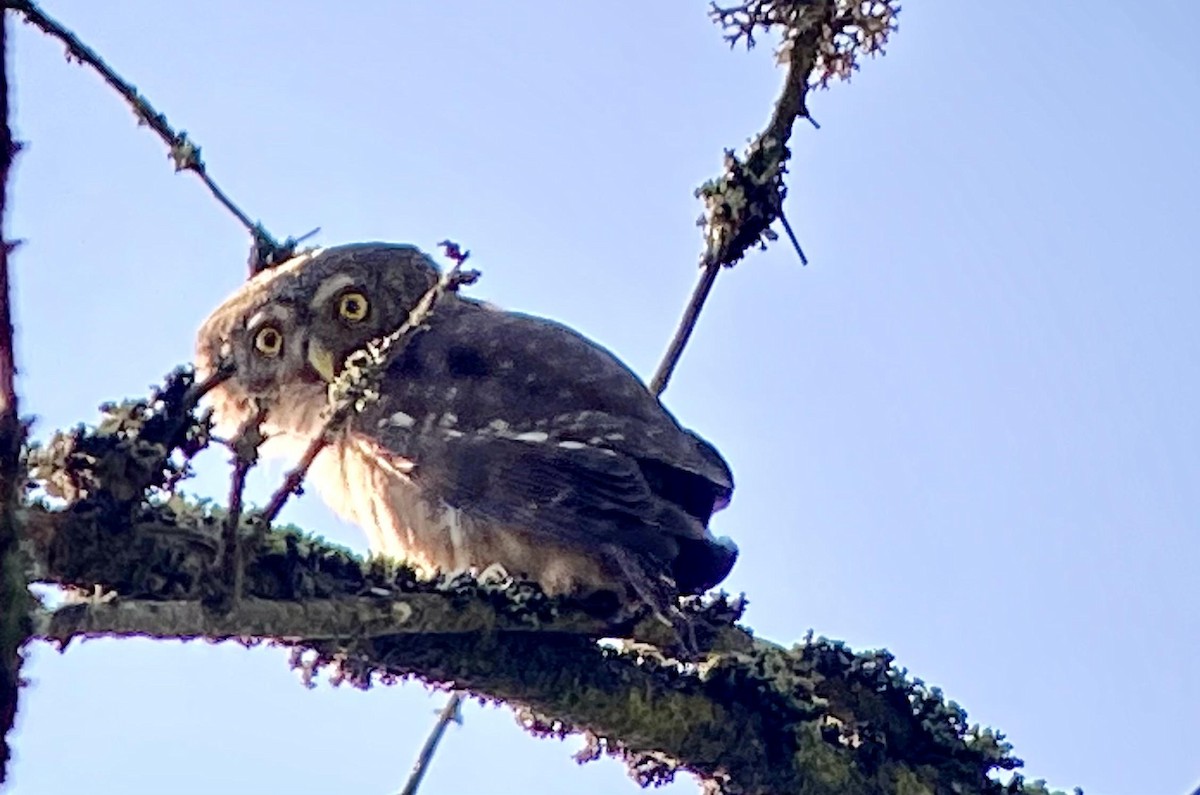 Eurasian Pygmy-Owl - ML619450698