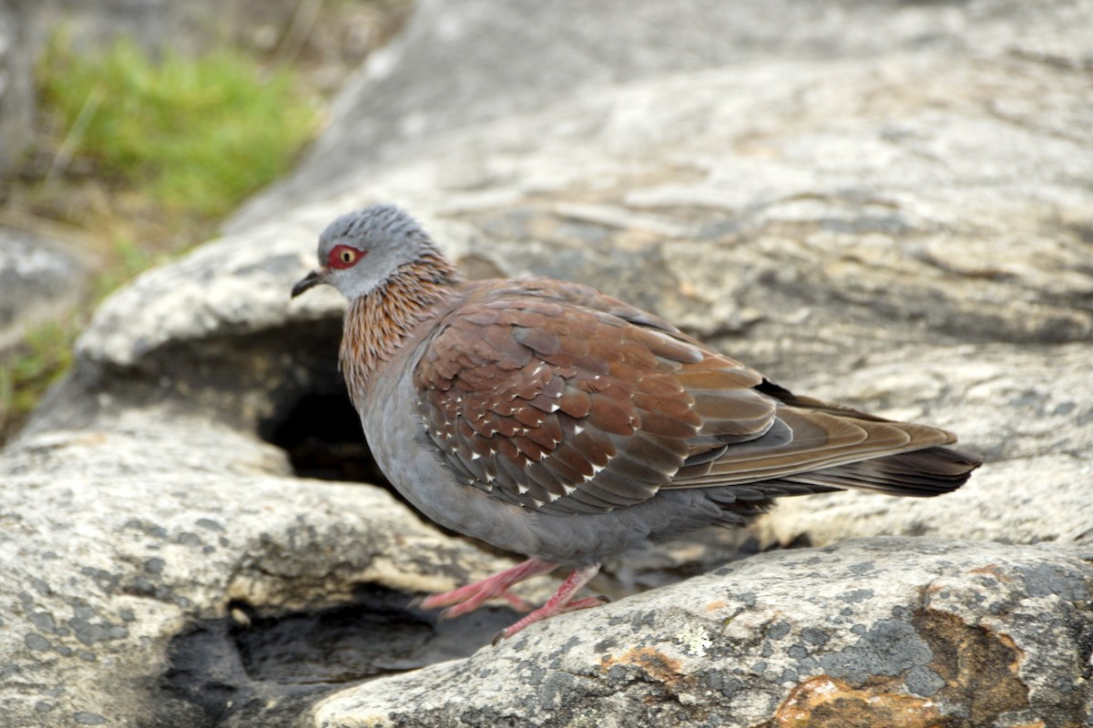 Speckled Pigeon - ML619450700