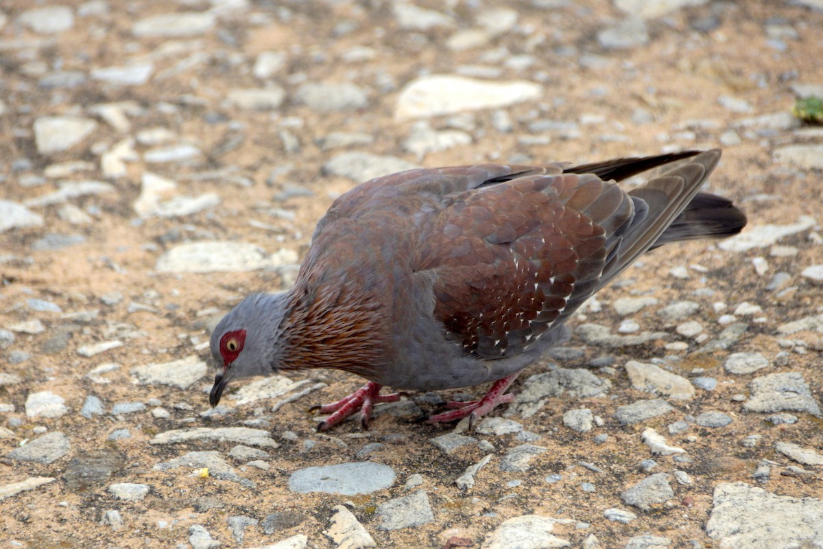 Speckled Pigeon - ML619450701