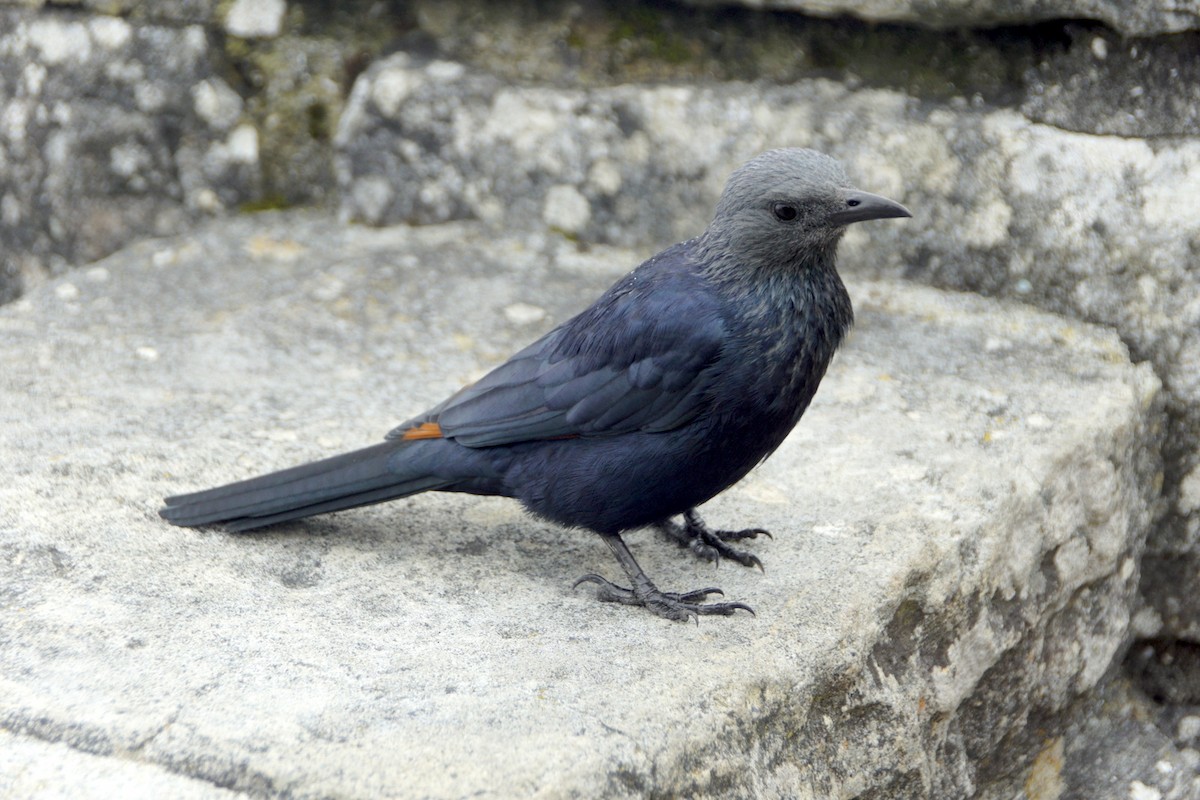Red-winged Starling - ML619450704