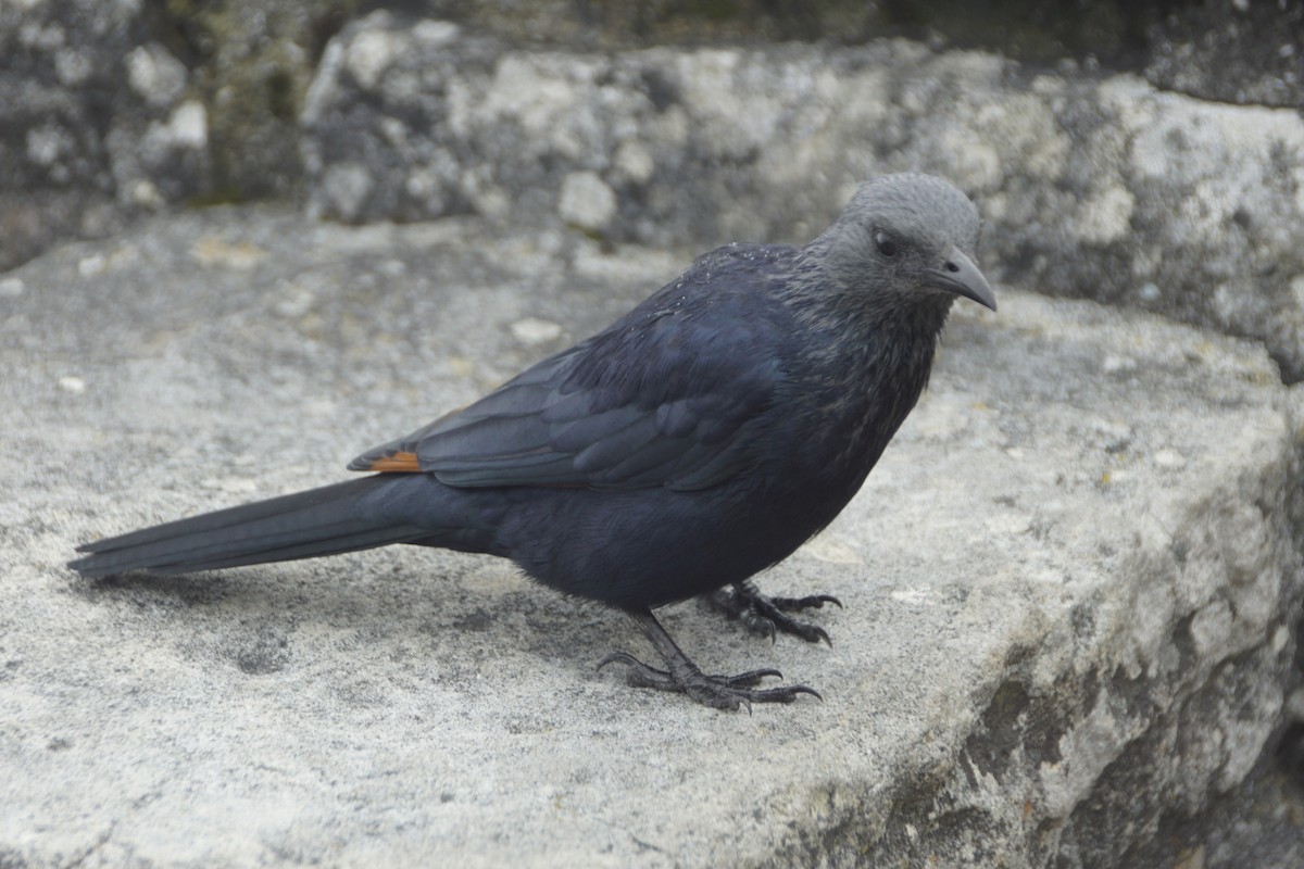Red-winged Starling - ML619450705