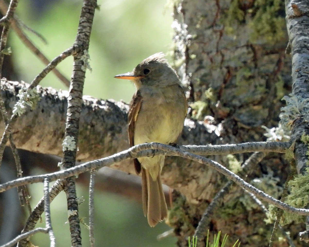 Greater Pewee - ML619450714