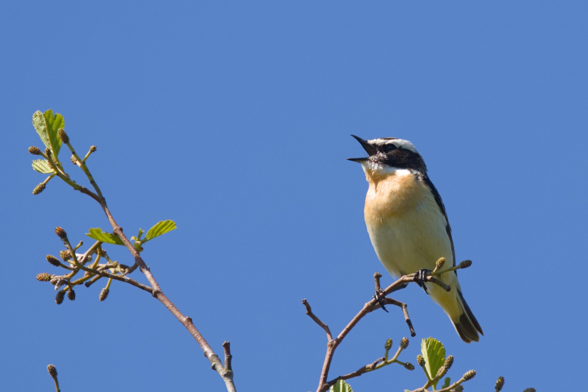 Whinchat - ML619450730