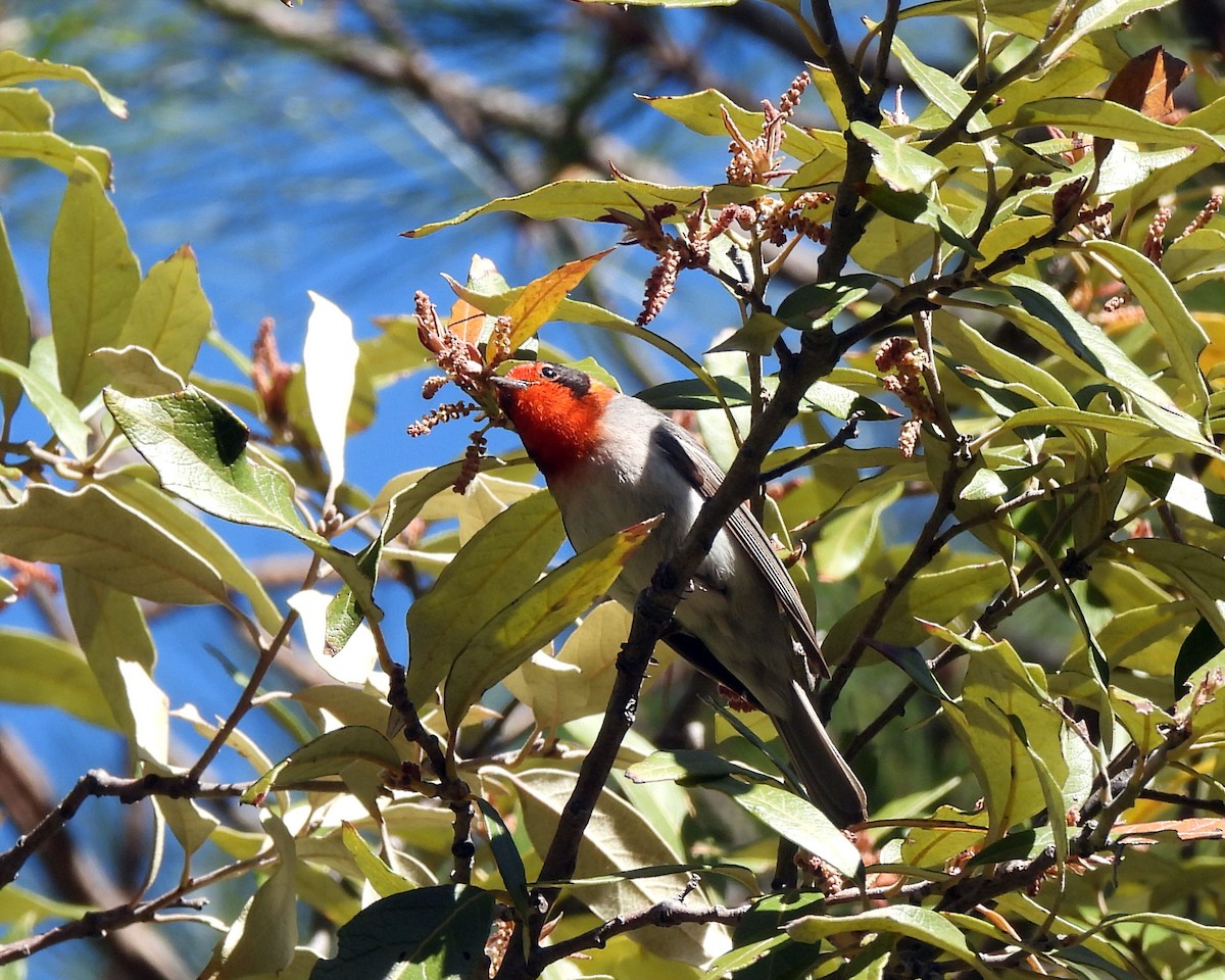 Red-faced Warbler - ML619450879