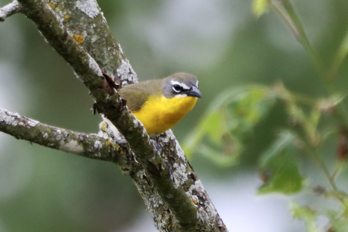 Yellow-breasted Chat - ML619450889