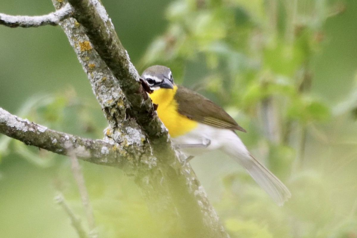 Yellow-breasted Chat - ML619450890